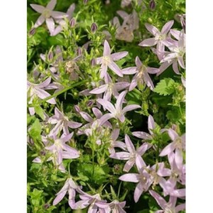 dzwonek Poszarskiego (Campanula poscharskyana) Lisduggan Variety- Świat bylin - sklep internetowy