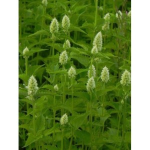 kłosowiec anyżowy (Agastache rugosa) Alabaster- Świat bylin - sklep internetowy