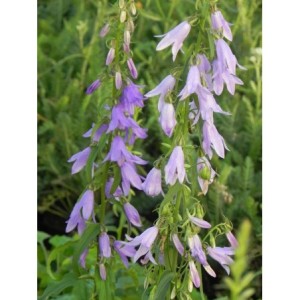 dzwonek jednostronny (Campanula rapunculoides) - Świat bylin - sklep internetowy