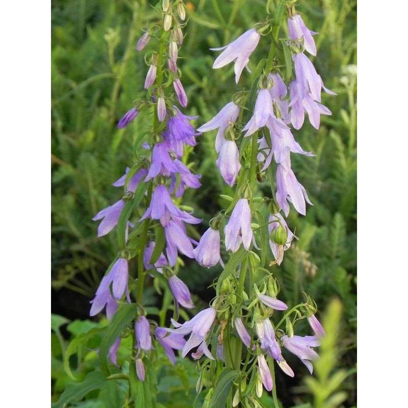 dzwonek jednostronny (Campanula rapunculoides) - Świat bylin - sklep internetowy