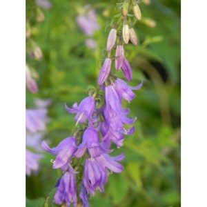 dzwonek jednostronny (Campanula rapunculoides) - Świat bylin - sklep internetowy