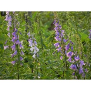 dzwonek jednostronny (Campanula rapunculoides) - Świat bylin - sklep internetowy