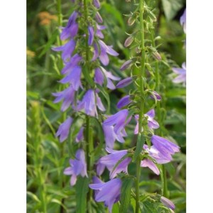 dzwonek jednostronny (Campanula rapunculoides) - Świat bylin - sklep internetowy