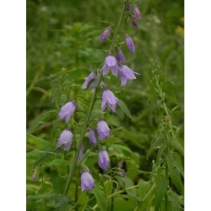 dzwonek jednostronny (Campanula rapunculoides) - Świat bylin - sklep internetowy