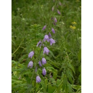 dzwonek jednostronny (Campanula rapunculoides) - Świat bylin - sklep internetowy