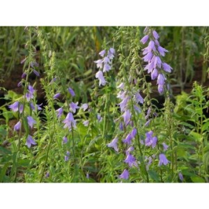 dzwonek jednostronny (Campanula rapunculoides) - Świat bylin - sklep internetowy