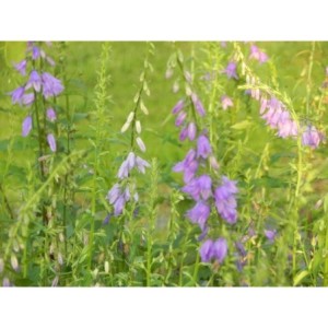 dzwonek jednostronny (Campanula rapunculoides) - Świat bylin - sklep internetowy