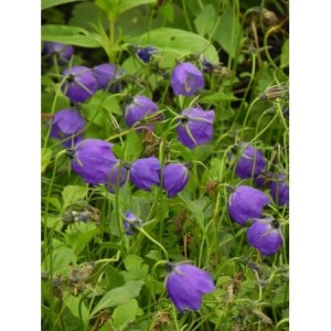 dzwonek ciemniejący (Campanula x pulloides) G.F.Wilson- Świat bylin - sklep internetowy