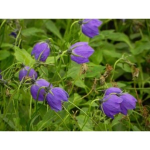 dzwonek ciemniejący (Campanula x pulloides) G.F.Wilson- Świat bylin - sklep internetowy