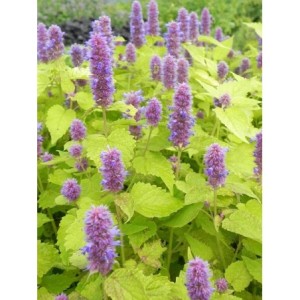 kłosowiec anyżowy (Agastache rugosa) Golden Jubilee- Świat bylin - sklep internetowy