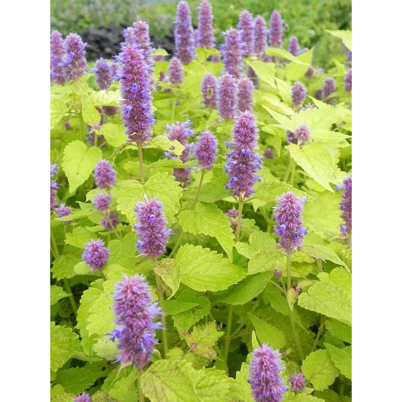 kłosowiec anyżowy (Agastache rugosa) Golden Jubilee- Świat bylin - sklep internetowy