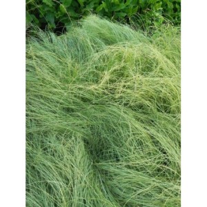 turzyca (Carex albula) Amazon Mist- Świat bylin - sklep internetowy