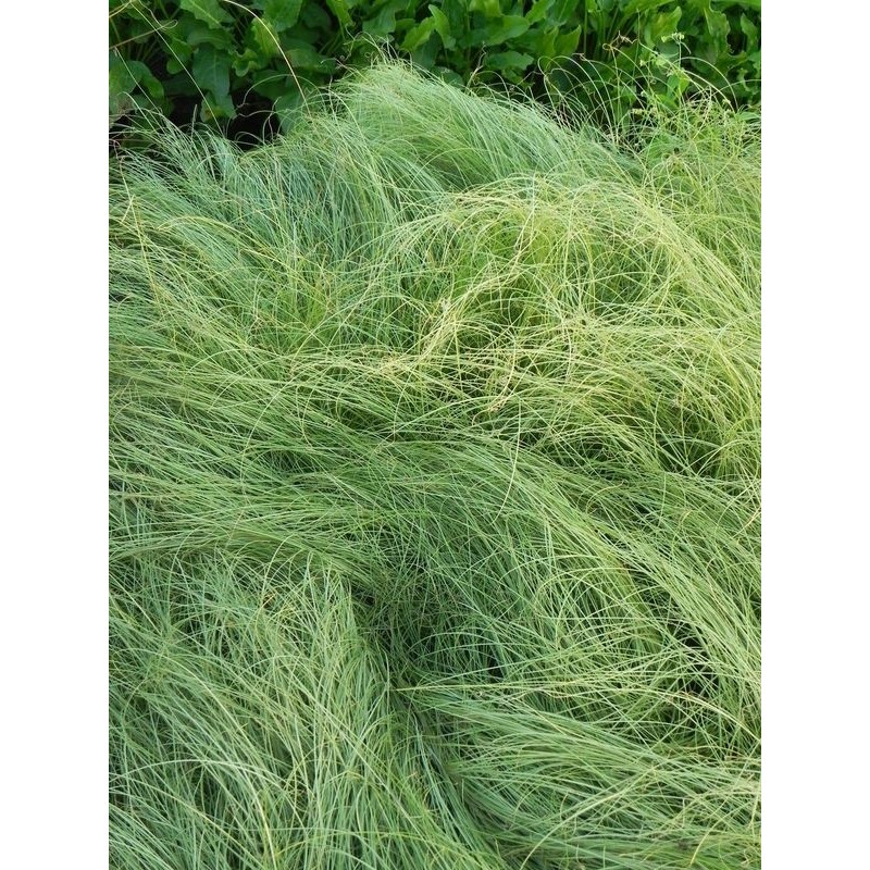 turzyca (Carex albula) Amazon Mist- Świat bylin - sklep internetowy