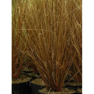 turzyca Buchanana (Carex buchananii) Red Rooster™- Świat bylin - sklep internetowy