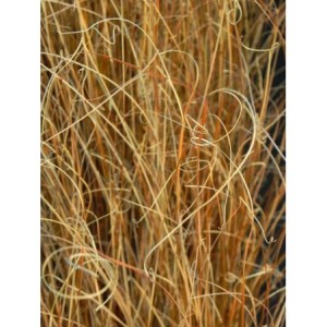 turzyca Buchanana (Carex buchananii) Red Rooster™- Świat bylin - sklep internetowy