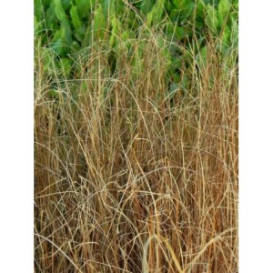 turzyca Buchanana (Carex buchananii) Red Rooster™- Świat bylin - sklep internetowy