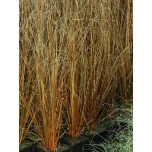 turzyca Buchanana (Carex buchananii) Red Rooster™- Świat bylin - sklep internetowy