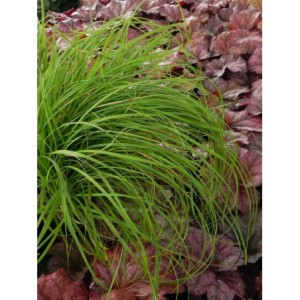 turzyca wiosenna (Carex caryophyllea) The Beatles- Świat bylin - sklep internetowy