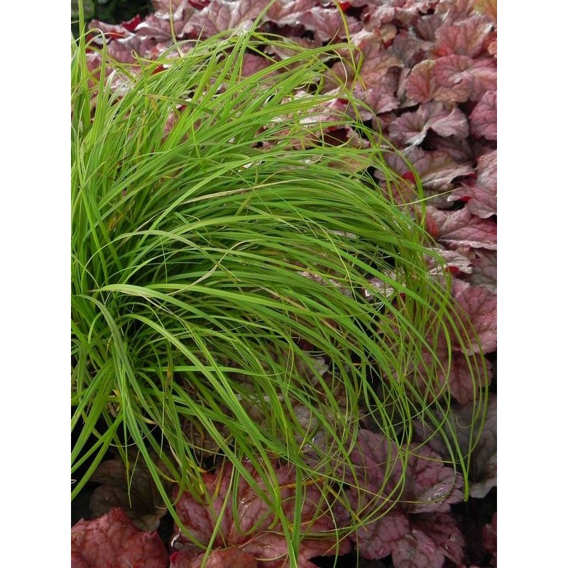 turzyca wiosenna (Carex caryophyllea) The Beatles- Świat bylin - sklep internetowy