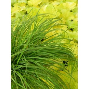 turzyca wiosenna (Carex caryophyllea) The Beatles- Świat bylin - sklep internetowy