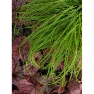 turzyca wiosenna (Carex caryophyllea) The Beatles- Świat bylin - sklep internetowy