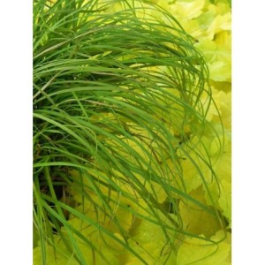 turzyca wiosenna (Carex caryophyllea) The Beatles- Świat bylin - sklep internetowy