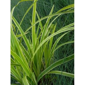 turzyca Morrowa (Carex morrowii) Ice Dance- Świat bylin - sklep internetowy