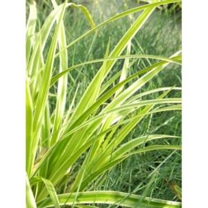 turzyca Morrowa (Carex morrowii) Ice Dance- Świat bylin - sklep internetowy