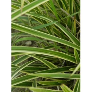 turzyca Morrowa (Carex morrowii) Ice Dance- Świat bylin - sklep internetowy