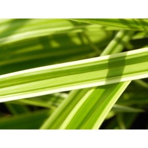 turzyca Morrowa (Carex morrowii) Ice Dance- Świat bylin - sklep internetowy