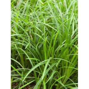 turzyca Morrowa (Carex morrowii) Irish Green- Świat bylin - sklep internetowy