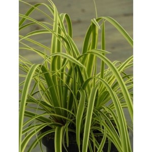 turzyca Morrowa (Carex morrowii) Vanilla Ice- Świat bylin - sklep internetowy