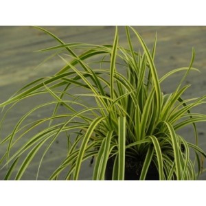 turzyca Morrowa (Carex morrowii) Vanilla Ice- Świat bylin - sklep internetowy