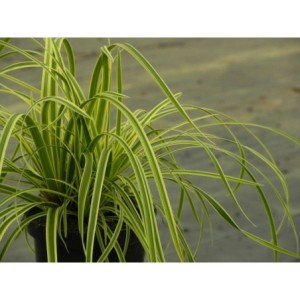 turzyca Morrowa (Carex morrowii) Vanilla Ice- Świat bylin - sklep internetowy