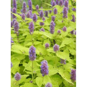 kłosowiec anyżowy (Agastache rugosa) Golden Jubilee- Świat bylin - sklep internetowy