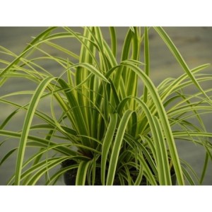 turzyca Morrowa (Carex morrowii) Vanilla Ice- Świat bylin - sklep internetowy