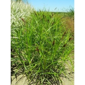 turzyca palmowa (Carex muskingumensis) - Świat bylin - sklep internetowy