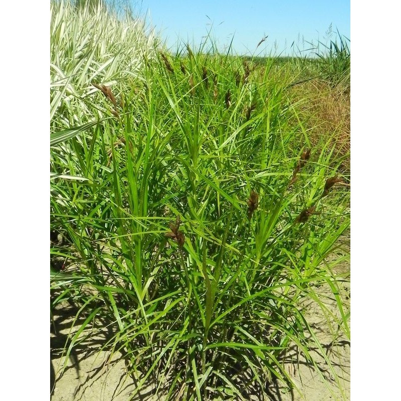 turzyca palmowa (Carex muskingumensis) - Świat bylin - sklep internetowy