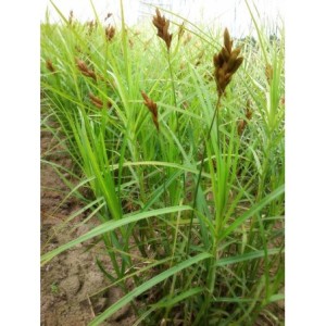 turzyca palmowa (Carex muskingumensis) - Świat bylin - sklep internetowy