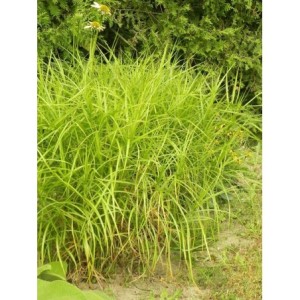 turzyca palmowa (Carex muskingumensis) Silberstreif- Świat bylin - sklep internetowy