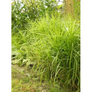 turzyca palmowa (Carex muskingumensis) Silberstreif- Świat bylin - sklep internetowy