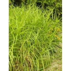 turzyca palmowa (Carex muskingumensis) Silberstreif- Świat bylin - sklep internetowy