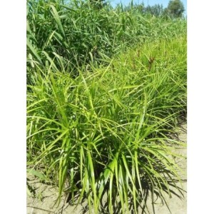 turzyca palmowa (Carex muskingumensis) Silberstreif- Świat bylin - sklep internetowy