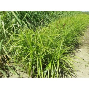 turzyca palmowa (Carex muskingumensis) Silberstreif- Świat bylin - sklep internetowy