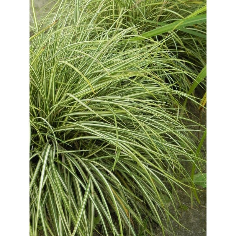 turzyca ptasie łapki (Carex ornithopoda) Variegata- Świat bylin - sklep internetowy