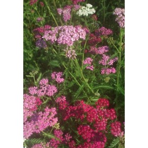 krwawnik pospolity (Achillea millefolium) Cerise Queen- Świat bylin - sklep internetowy