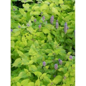 kłosowiec anyżowy (Agastache rugosa) Golden Jubilee- Świat bylin - sklep internetowy