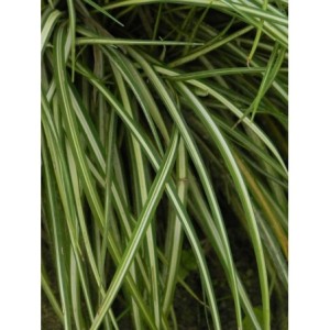 turzyca ptasie łapki (Carex ornithopoda) Variegata- Świat bylin - sklep internetowy