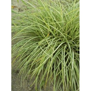 turzyca ptasie łapki (Carex ornithopoda) Variegata- Świat bylin - sklep internetowy