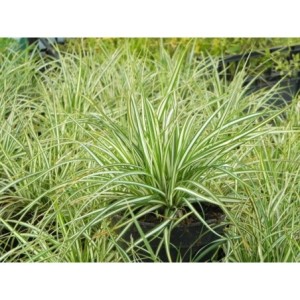 turzyca ptasie łapki (Carex ornithopoda) Variegata- Świat bylin - sklep internetowy